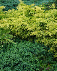 evergreen juniper bushes