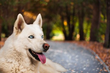 Cute young smart dog posing outdoor