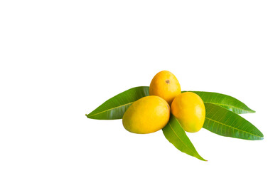 Fully ripen alphonoso mangoes with its leaves isolated on white background. Used differential focus.