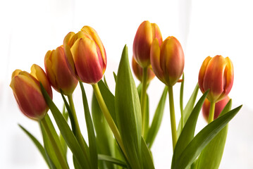 Lilienförmige Tulpen - Blumenstrauss