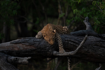 Ein junger Leopard liegt auf einem umgefallenen Baum im Okavango Delta in Botswana, Afrika uns...