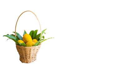 Fully ripen Alphonso mangoes in the wooden bamboo weaved basket with mango leaves isolated in white colored background.