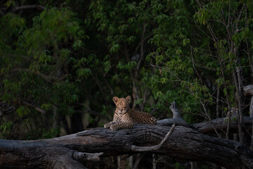 Ein junger Leopard liegt auf einem umgefallenen Baum im Okavango Delta in Botswana, Afrika