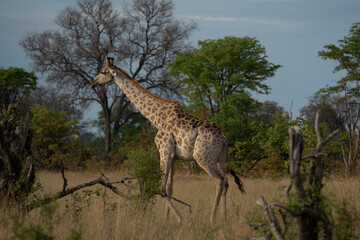 Eine Giraffe läuft durch das Grasland in der Savanne des Okavango Delta in Botswana, Afrika