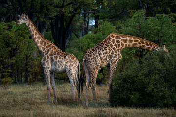 Zwei Giraffen im Grasland von Botswana, Afrika. Eine Giraffe frisst an einem Busch, die andere beobachtet die Umgebung.