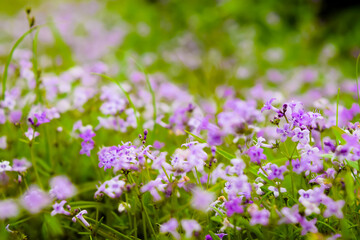 Purple colored small flowers bloom during the monsoon rainy season in the western ghats of maharashtra. Used selective focus.