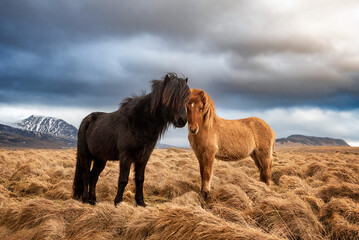 Fototapeta na wymiar Two icelandic horses on a grass field during the winter in rural Iceland
