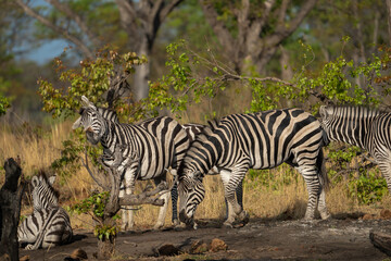 Fototapeta na wymiar Eine Herde Zebras entspannt zwischen Bäumen im Okavango Delta Botswana, Afrika
