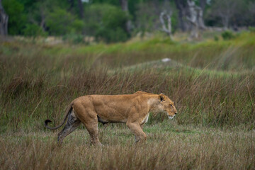 Eine Löwin streift auf der Jagd durch das Gras der Savanne im Okavango Delta in Botswana, Afrika
