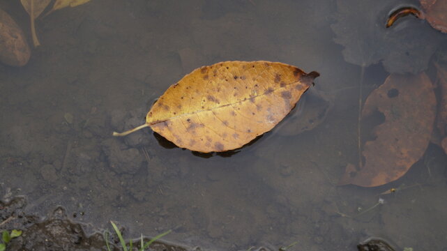 frog in the pond