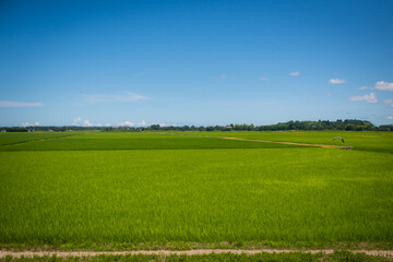 Rice field in Chiba Japan
