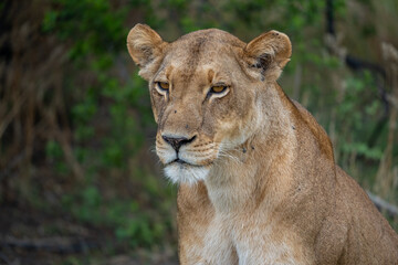 Eine Löwin sitzt vor grünen Büschen im Okavango Delta in Botswana, Afrika