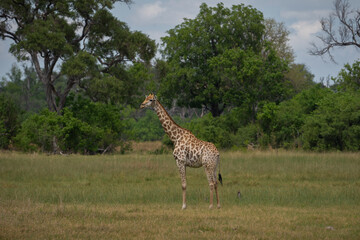 Eine Giraffe mit prächtiger Musterung in der Savanne des Okavango Delta in Botswana, Afrika