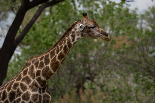 Hals und Kopf einer Giraffe mit prächtiger Musterung in der Savanne des Okavango Delta in Botswana, Afrika
