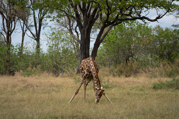 Eine Giraffe mit prächtiger Musterung frisst Gras in der Savanne des Okavango Delta in Botswana,...