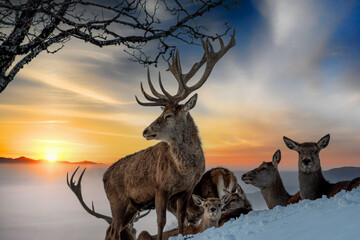Hirsch mit Rotwild bei Sonnenuntergang und Schnee