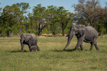 Ein Elefant und eine Elefantenkuh mit jungem Elefantenbaby laufen durch das grüne Gras in der Savanne des Okavango Delta in Botswana, Afrika