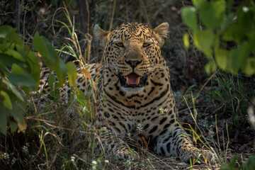 Fototapeta na wymiar Ein Leopard mit auffallender Musterung sitzt im Unterholz im Schatten eines Baumes in Botswana, Afrika