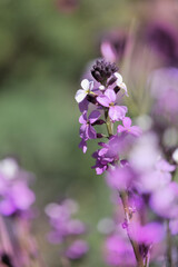 Flora of Gran Canaria - lilac flowers of crucifer plant Erysimum albescens, endemic to the island natural macro floral background