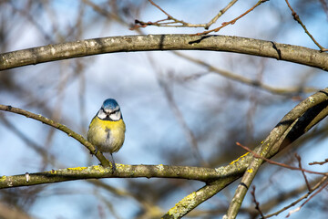 Blue tit on a branch
