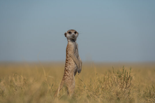 Ein Erdm&auml;nnchen steht aufrecht und h&auml;lt Ausschau nach Raubtieren und guckt dabei in die Kamera, aufgenommen im Makgadikgadi Pans National Park in Botswana, Afrika