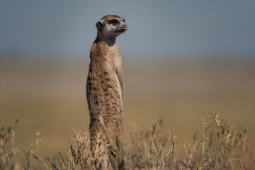 Ein neugieriges Erdmännchen steht in der Steppe und hält noch Jägern Ausschau, im Makgadikgadi...