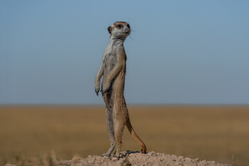 Ein Erdmännchen guckt sich neugierig um, aufgenommen im Makgadikgadi Pans National Park in...