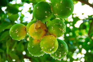 Citrus mealybug, Planococcus citri Hemiptera Pseudococcidae is the dangerous pest of different...