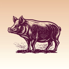 Hand drawn Pig illustration. Vintage woodcut engraving style vector illustration.