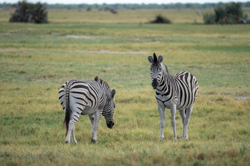 Fototapeta na wymiar Zwei Zebras auf einer grünen Wiese im Makgadikgadi Pans National Park in Botswana, Afrika