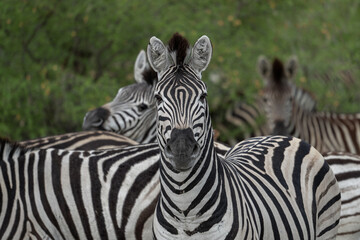 Nahaufnahme eines Zebra, das vor einer Herde weiterer Zebras im Makgadikgadi Pans National Park in Botswana, Afrika steht