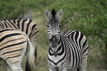 Fototapeta na wymiar Nahaufnahme eines Zebra im Makgadikgadi Pans National Park in Botswana, Afrika steht