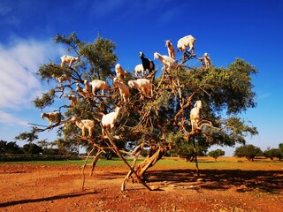 Morocco’s tree-climbing goats