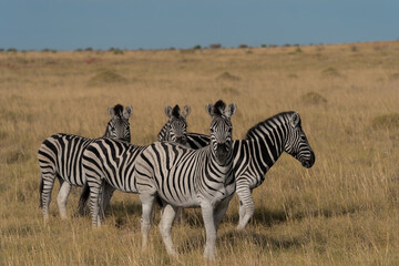 Fünf Zebras im Grasland der Savanne im Makgadikgadi Pans National Park in Botswana, Afrika