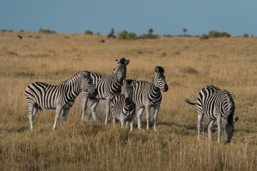 Fototapeta na wymiar Fünf Zebras im Grasland der Savanne im Makgadikgadi Pans National Park in Botswana, Afrika