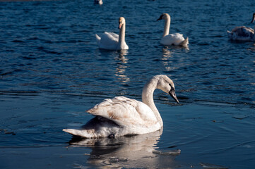 white swans group on the lake swim well under the bright sun