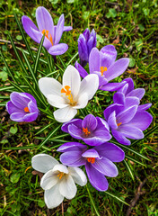 beautiful flower - close up - photo