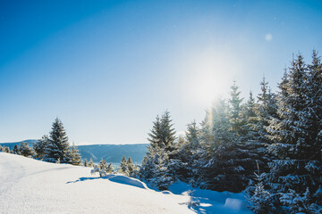 Alpine mountains landscape with white snow and blue sky. Sunset winter in nature. Frosty trees under warm sunlight.  Hiking winter to kralova hola, low tatras slovakia landscape © Zedspider