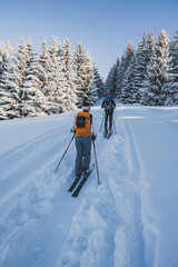 Mountaineer backcountry ski walking ski alpinist in the mountains. Ski touring in alpine landscape with snowy trees. Adventure winter sport. Kralova hola, Slovakia © Zedspider
