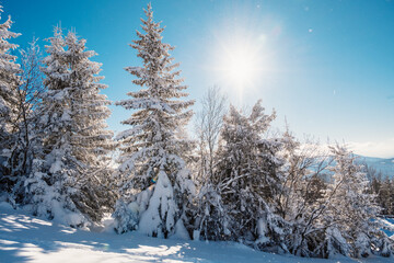 Alpine mountains landscape with white snow and blue sky. Sunset winter in nature. Frosty trees under warm sunlight.  Hiking winter to kralova hola, low tatras slovakia landscape © Zedspider