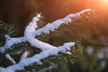 Spruce branches sprinkled with snow background sunset.