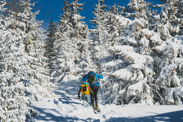 Mountaineer backcountry ski walking ski alpinist in the mountains. Ski touring in alpine landscape with snowy trees. Adventure winter sport. Kralova hola, Slovakia © Zedspider