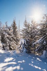 Alpine mountains landscape with white snow and blue sky. Sunset winter in nature. Frosty trees under warm sunlight.  Hiking winter to kralova hola, low tatras slovakia landscape © Zedspider