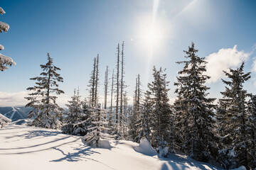 Alpine mountains landscape with white snow and blue sky. Sunset winter in nature. Frosty trees under warm sunlight.  Hiking winter to kralova hola, low tatras slovakia landscape © Zedspider