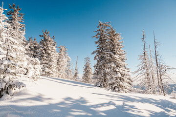 Alpine mountains landscape with white snow and blue sky. Sunset winter in nature. Frosty trees under warm sunlight.  Hiking winter to kralova hola, low tatras slovakia landscape © Zedspider