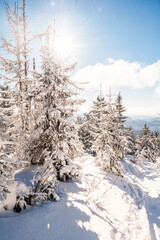 Alpine mountains landscape with white snow and blue sky. Sunset winter in nature. Frosty trees under warm sunlight.  Hiking winter to kralova hola, low tatras slovakia landscape © Zedspider