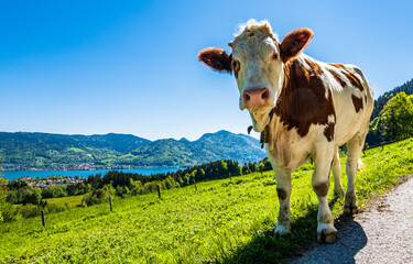 nice cow at the european alps