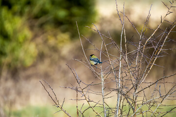 a blue tit (Cyanistes caeruleus) perched in winter branches