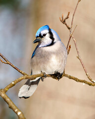 Blue Jay Photo and Image. Close front view perched on a tree branch with blur forest background in its environment and habitat surrounding. Jay picture. Jay Portrait.