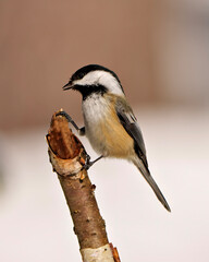 Chickadee Photo and Image.  Close-up profile side view perched on a twig with blur background in its envrionment and habitat surrounding..